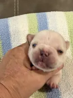 Albert, a male French Bulldog for sale in Springfield, MO – 1 of 6