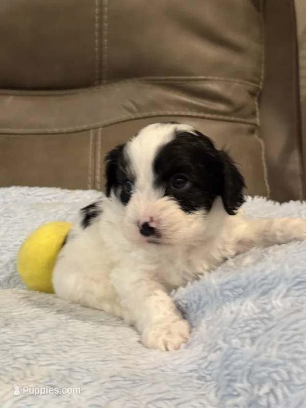 Jasper – Cavapoo puppy for sale in Springfield, MO