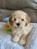 Issac, a male Cavapoo for sale in Springfield, MO – 4 of 10