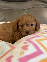 Gina, a female Cavapoo for sale in Springfield, MO – 6 of 10