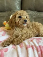 Gabby, a male Cavapoo for sale in Springfield, MO – 9 of 9