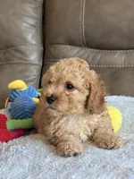 Ian, a male Cavapoo for sale in Springfield, MO – 2 of 10