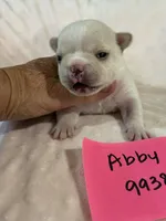 Abby, a female French Bulldog for sale in Springfield, MO – 3 of 5
