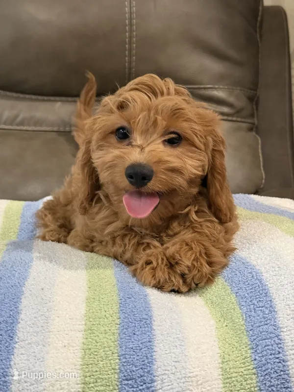Griffin – Cavapoo puppy for sale in Springfield, MO