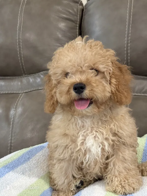Ian – Cavapoo puppy for sale in Springfield, MO