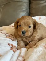 Max, a male Cavapoo for sale in Springfield, MO – 3 of 10