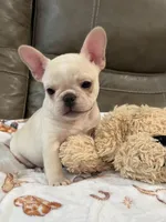 Alex, a male French Bulldog for sale in Springfield, MO – 8 of 10