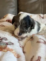 Jasmine, a female Cavapoo for sale in Springfield, MO – 3 of 6
