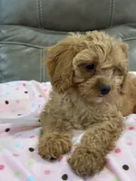 Gabby, a female Cavapoo for sale in Springfield, MO – 6 of 9