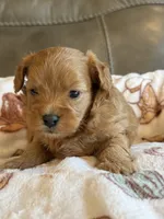 Max, a male Cavapoo for sale in Springfield, MO – 10 of 10