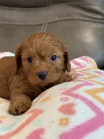 Gina, a female Cavapoo for sale in Springfield, MO – 2 of 10