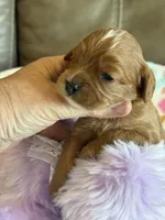 Celine, a female Cavapoo for sale in Springfield, MO – Photo 7 of 8