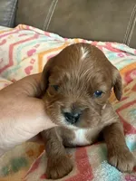 Celine, a female Cavapoo for sale in Springfield, MO – Photo 2 of 8