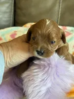 Celine, a female Cavapoo for sale in Springfield, MO – Photo 8 of 8