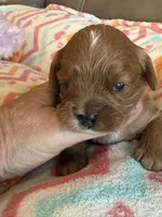 Celine, a female Cavapoo for sale in Springfield, MO – Photo 3 of 8