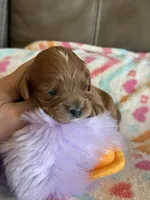 Celine, a female Cavapoo for sale in Springfield, MO – Photo 5 of 8