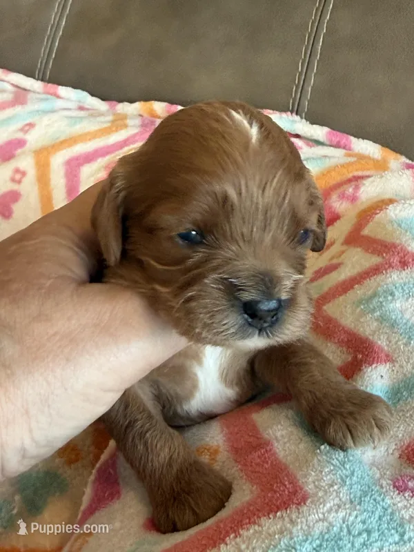 Celine – Cavapoo puppy for sale in Springfield, MO