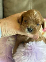 Celine, a female Cavapoo for sale in Springfield, MO – Photo 4 of 8