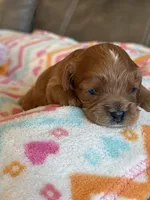 Celine, a female Cavapoo for sale in Springfield, MO – Photo 6 of 8