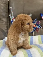 Melvin, a male Cavapoo for sale in Springfield, MO – 2 of 10
