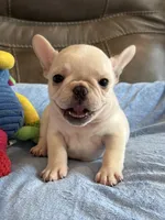 Alex, a male French Bulldog for sale in Springfield, MO – 10 of 10