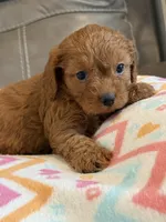 Gina, a female Cavapoo for sale in Springfield, MO – 4 of 10