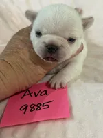 Ava, a female French Bulldog for sale in Springfield, MO – 2 of 3