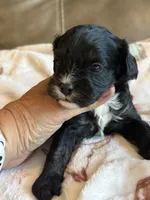 Jett, a male Cavapoo for sale in Springfield, MO – 4 of 5