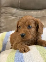 George, a male Cavapoo for sale in Springfield, MO – 9 of 10