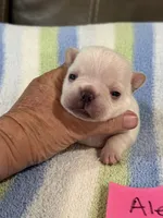 Alex, a male French Bulldog for sale in Springfield, MO – 4 of 6