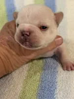 Albert, a male French Bulldog for sale in Springfield, MO – 3 of 6