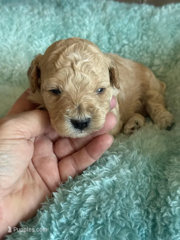 Issac – Cavapoo puppy for sale in Springfield, MO