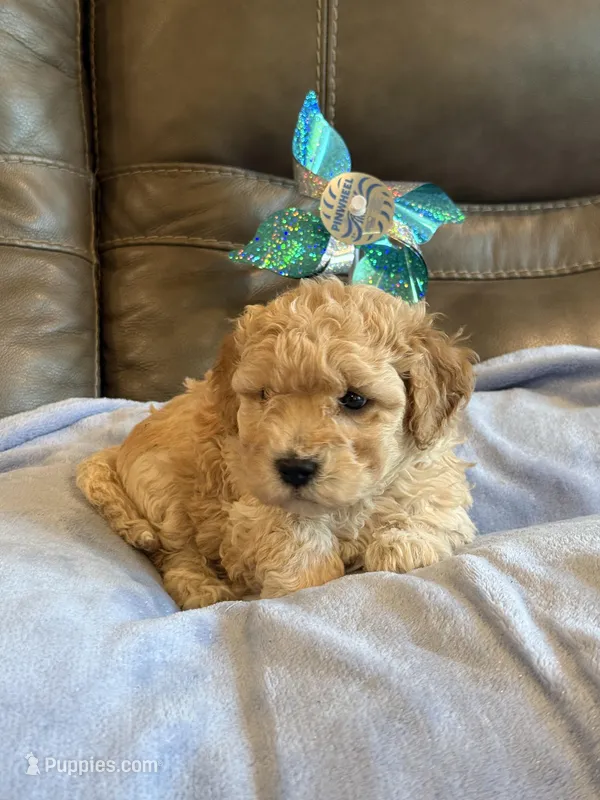 Issac – Cavapoo puppy for sale in Springfield, MO