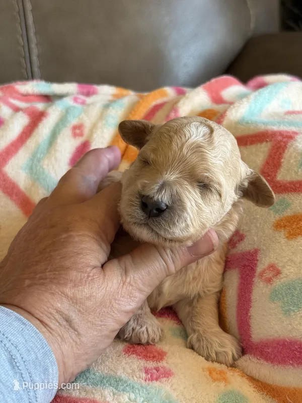 Issac, a male Cavapoo for sale in Springfield, MO – Photo 1 of 6