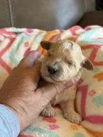 Issac, a male Cavapoo for sale in Springfield, MO – Photo 1 of 6