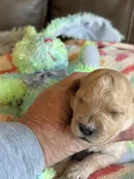 Issac, a male Cavapoo for sale in Springfield, MO – Photo 2 of 6