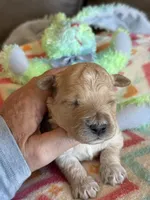 Issac, a male Cavapoo for sale in Springfield, MO – Photo 3 of 6