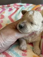 Issac, a male Cavapoo for sale in Springfield, MO – Photo 6 of 6