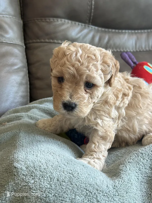 Issac – Cavapoo puppy for sale in Springfield, MO