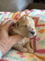 Issac, a male Cavapoo for sale in Springfield, MO – Photo 4 of 6