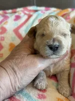 Issac, a male Cavapoo for sale in Springfield, MO – Photo 5 of 6
