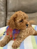 Macho, a male Cavapoo for sale in Springfield, MO – 4 of 10