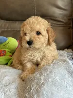 Issac, a male Cavapoo for sale in Springfield, MO – 6 of 10