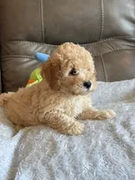 Issac, a male Cavapoo for sale in Springfield, MO – 8 of 10