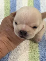 Arlo, a male French Bulldog for sale in Springfield, MO – 7 of 7