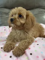 Gabby, a female Cavapoo for sale in Springfield, MO – 9 of 9