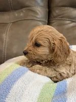 Gizmo, a male Cavapoo for sale in Springfield, MO – 7 of 9