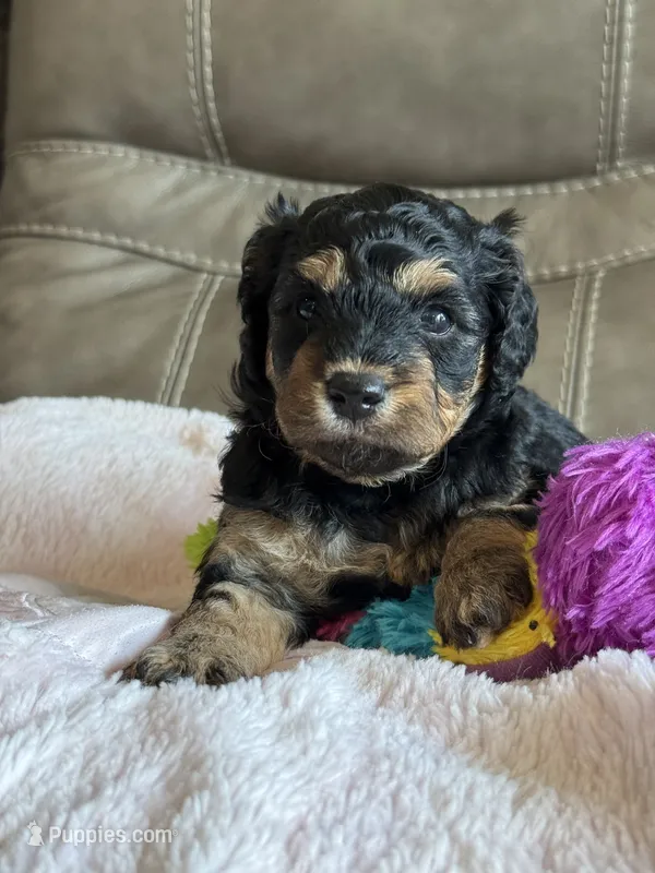 Willow – Cavapoo puppy for sale in Springfield, MO