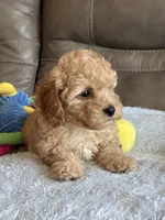 Ian, a male Cavapoo for sale in Springfield, MO – 3 of 10