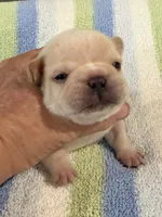 Arlo, a male French Bulldog for sale in Springfield, MO – 5 of 7